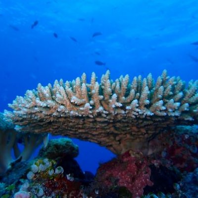 Large piece of white coral in a sea of blue with little fish in the distance. 